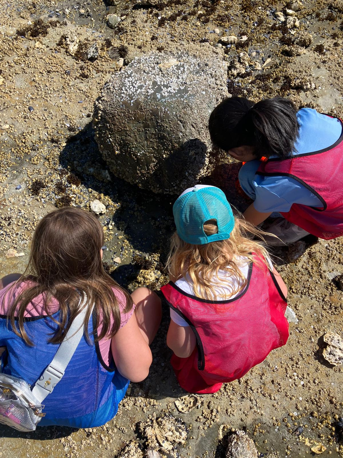 kids at the beach looking under a rock 